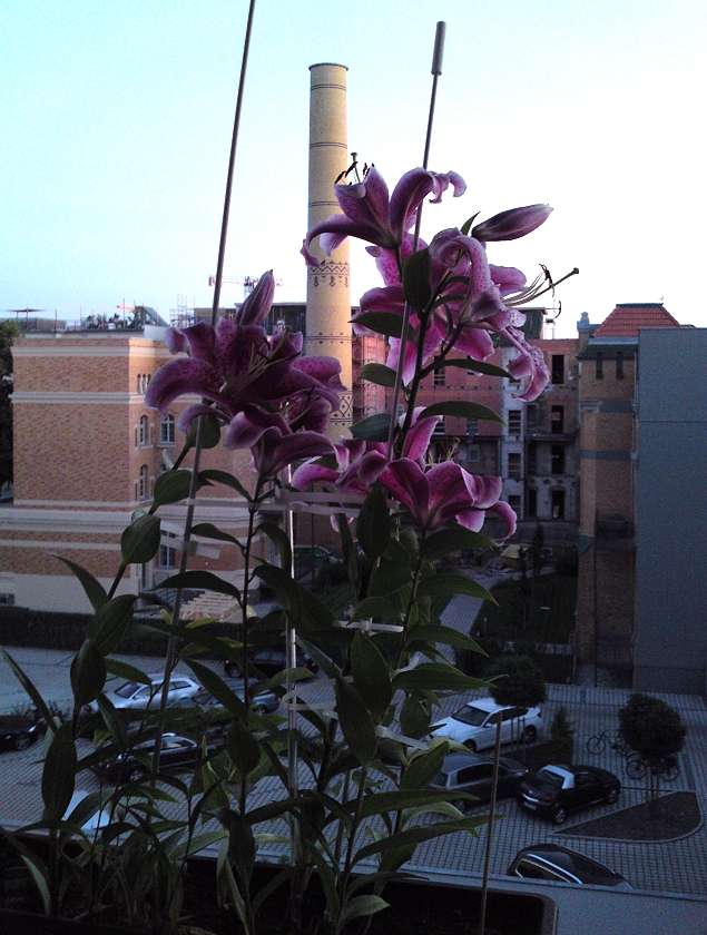 Lilien auf dem Fensterbrett 2012, im Hintergrund die ehemaligen Heinefabriken